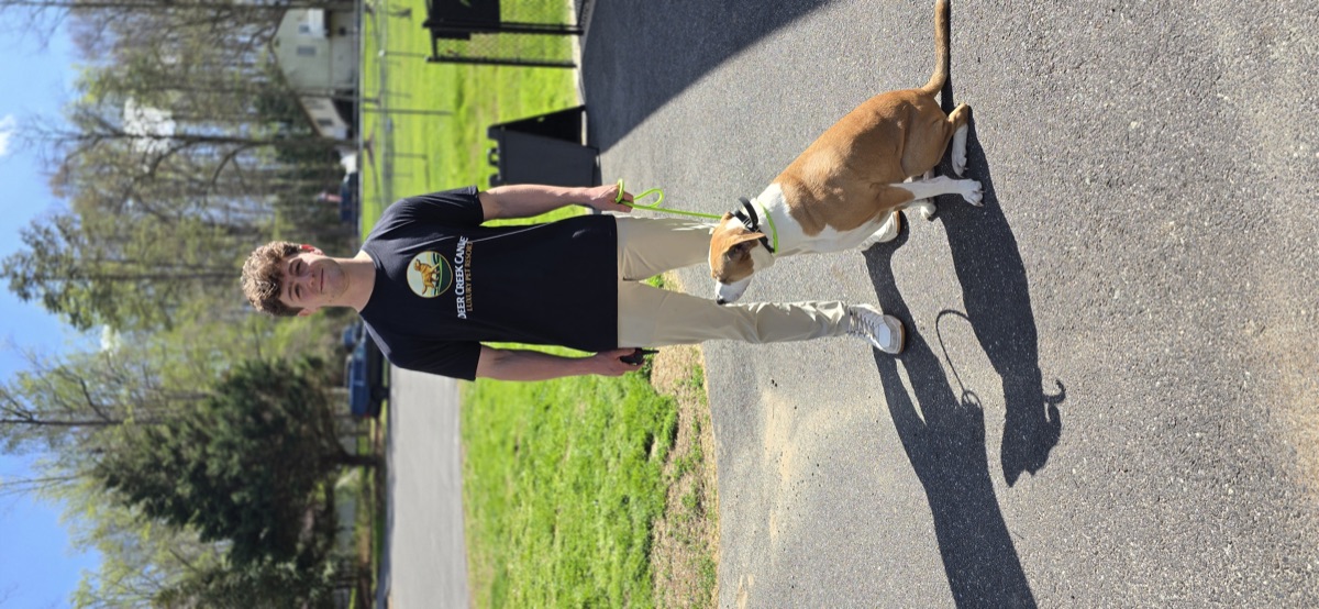 Trainer in Deer Creek brand shirt working a settled tan pit-mix