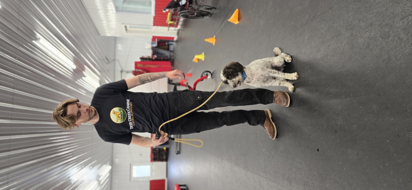 Deer Creek handler running a poodle through cone work indoors