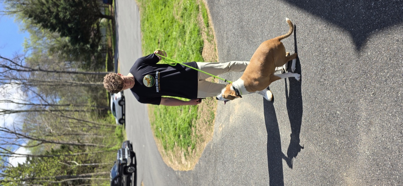 A Deer Creek trainer leash-walking a tan pit-mix outdoors at the 23-acre resort