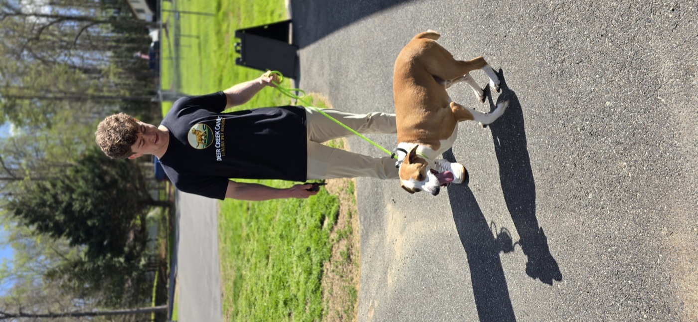 Trainer and tan pit-mix on a structured walk on the resort property